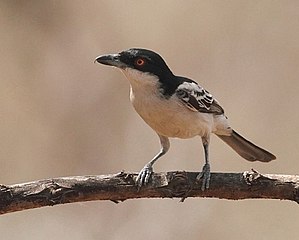 Male D. g. gambensis at Mole National Park, Ghana