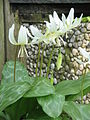 Erythronium 'White Beauty'