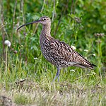 Großer Brachvogel