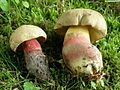 !Boletus calopus!