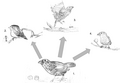 Seen here is adapted radiation of finch A. (Geospiza magnirostris) into three other species of finches found on the Galapagos Islands. Due to the absence of other species of birds, the finches adapted to new niches. The finches beaks and bodies changed allowing them to eat certain types of foods such as nuts, fruits, and insects. 1. Geospiza magnirostris 2. Geospiza parvula 3. Certhidea olivacea 4. Geospiza fortis