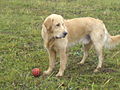 Deutlich aufgehellter Golden Retriever, Allelkombination Ii