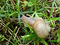 Helix lutescens; Alleen in de Karpaten