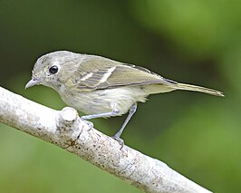 Huttons vireo