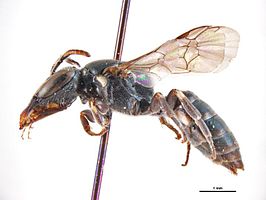 Hylaeus probligenatus