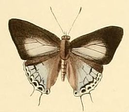 Hypolycaena ithna