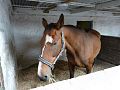 One of the many horses at the farm