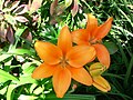 Hemerocallis