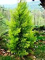 Cupressus macrocarpa (Monterey Cypress)