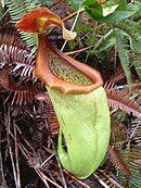 Nepenthes insignis