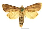 Nonagria typhae – Specimen