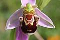 Ophrys apifera