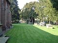 Overton's yew trees