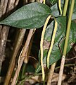 Flower spike (male)