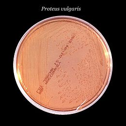 Proteus vulgaris növekedése MacConkey agar-táptalajon