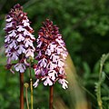 Purpur-Knaben-kraut (Orchis purpurea)