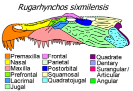 Rugarhynchos