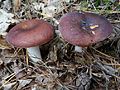 Russula integra