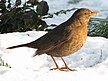 Turdus_merula_female_(d1).jpg