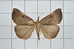 Hypena proboscidalis – Specimen