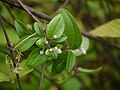 Tendrils, leaf stalk with buds