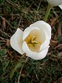 Colchicum speciosum 'Album' inner side of the flower