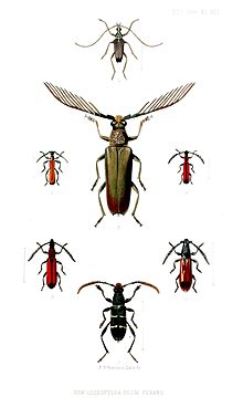 Colour illustrations of seven of longhorn beetles from Penang, Malaysia including Capnolymma capreola