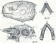 Head and skull illustrated in 1737