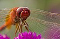 Image 12Numerous species of Dragonflies are native in Bangladesh. The pictured specimen was photographed at Baldha Garden, Dhaka. Photo Credit: Azim Khan Ronnie