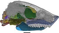 Skull of the ostodolepid Nannaroter