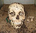 Skull (Public Domain)