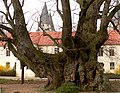 Kaiser-Lothar-Linde mit Kaiserdom