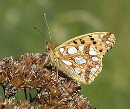 Kleine parelmoervlinder