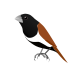 Tricoloured Munia