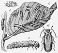 Drawing of beetle, larva, and eggs published in The New International Encyclopædia, v. 7, 1905