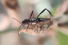 Picture of Neoclytus ypsilon from iNaturalist