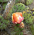 Opuntia phaeacantha