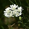 Großblütige Strahldolde (Orlaya grandiflora)