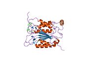 1rwp: Crystal structure of human caspase-1 in complex with 3-{6-[(8-hydroxy-quinoline-2-carbonyl)-amino]-2-thiophen-2-yl-hexanoylamino}-4-oxo-butyric acid