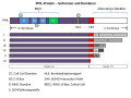 PML-Protein - Domänen