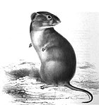 Brants's whistling rat