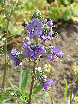 Polemonium carneum