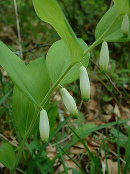 Soktérdű salamonpecsét (Polygonatum odoratum)