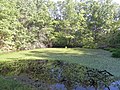 A pond in Meramec Conservation Area