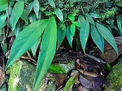 Foliage