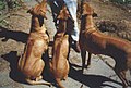 Rhodesian Ridgebacks