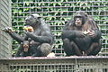 größte Schimpansengruppe Deutschlands