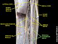 Brachial cutaneous nerve