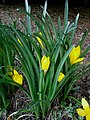 Sternbergia lutea clump