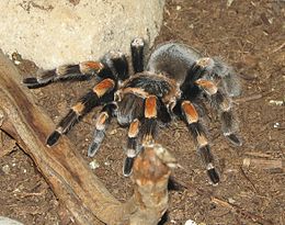 Brachypelma hamorii